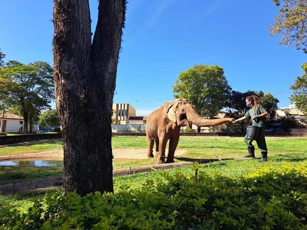 Justiça de SP determina transferência do elefante Sandro para santuário em MT