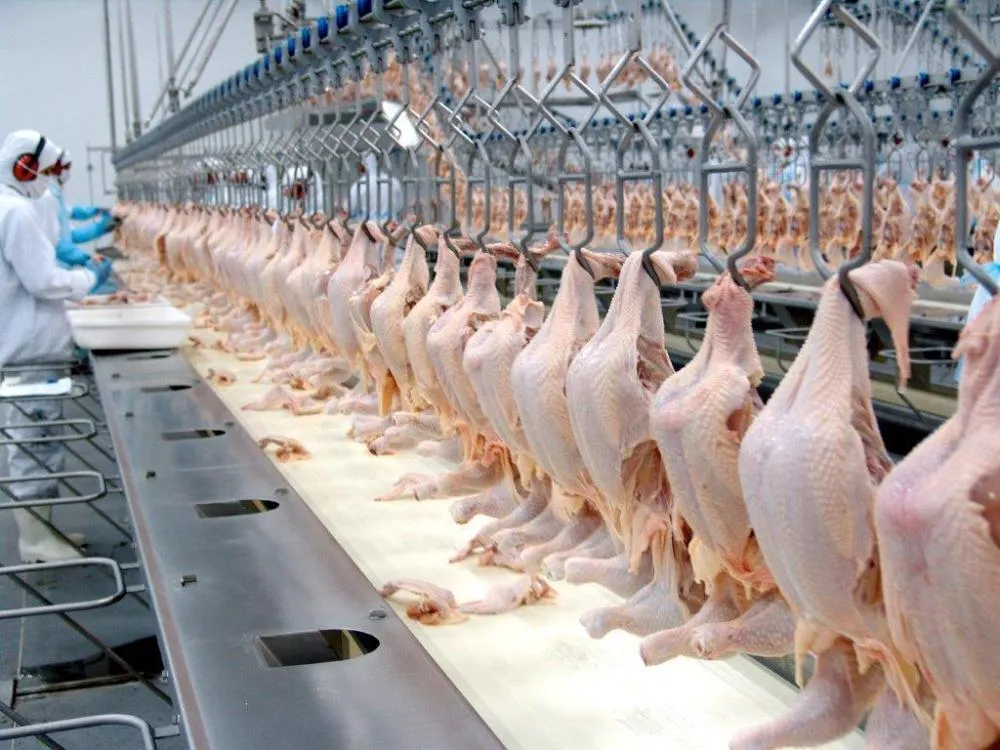 Brasil supera impactos da guerra e registra maior exportação de frango da história