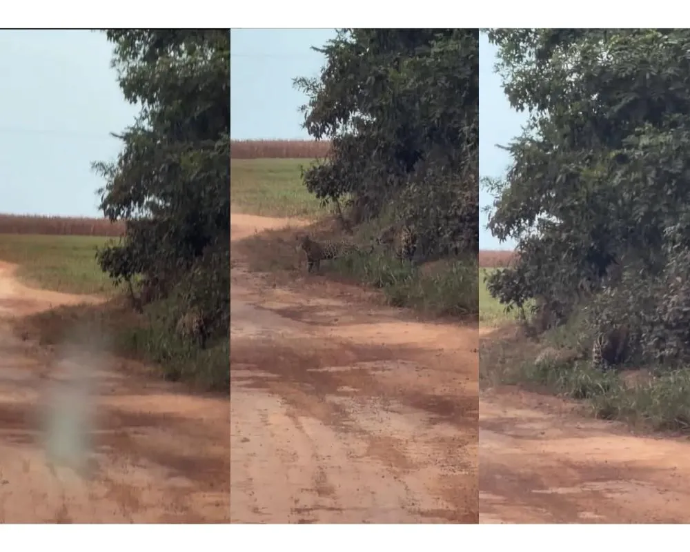 Casal de onças-pintadas é flagrado em propriedade rural de Nova Mutum neste domingo (12.07)