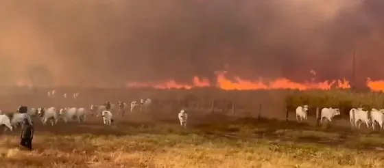 Vídeo mostra gado fugindo de incêndio em área rural de Jangada (MT)