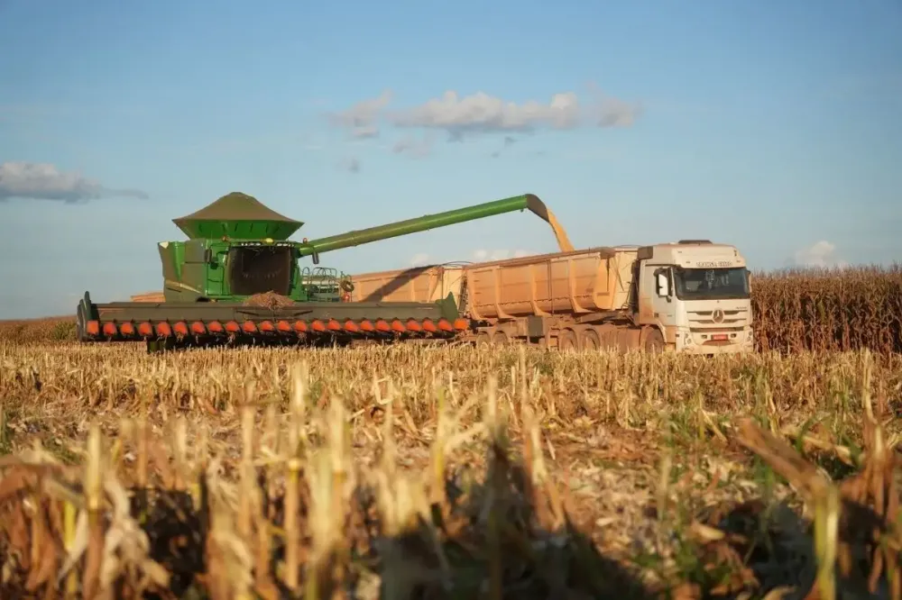 Milho fecha ciclo em MT com 7,43 milhões de hectares colhidos e safra pode bater novo recorde