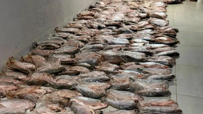 Sema apreende 1,17 tonelada de matrinchã em Mato Grosso