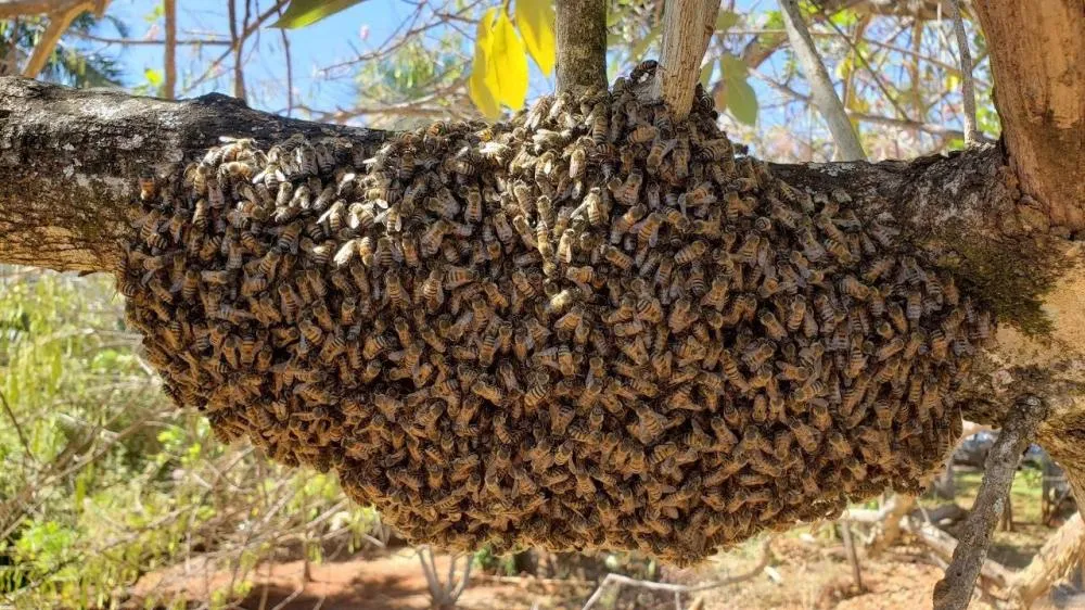 Homem morre após ataque de abelhas em fazenda de Nova Mutum