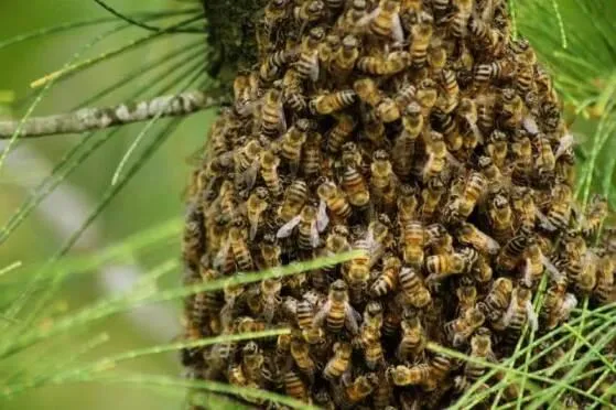MT registra aumento de 81% em acidentes com abelhas e três mortes em 2026