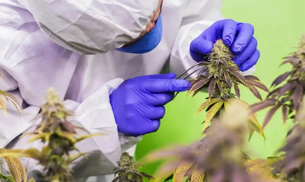 Conheça novas regras para produção e venda de canabidiol no Brasil
