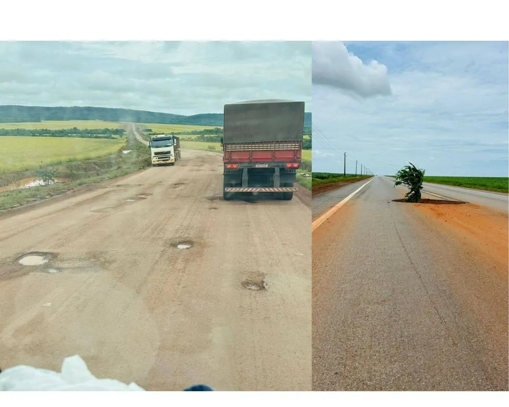 Motoristas e moradores plantam pé de milho em buracos da MT-140 no trecho de Trivelato a Campo Verde