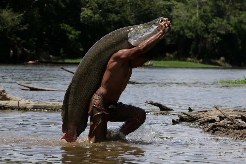 Ibama declara pirarucu espécie invasora e libera pesca e abate sem limite de cota