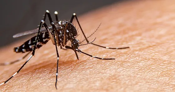 Mato Grosso é o 5º estado com mais casos de dengue e chikungunya no Brasil