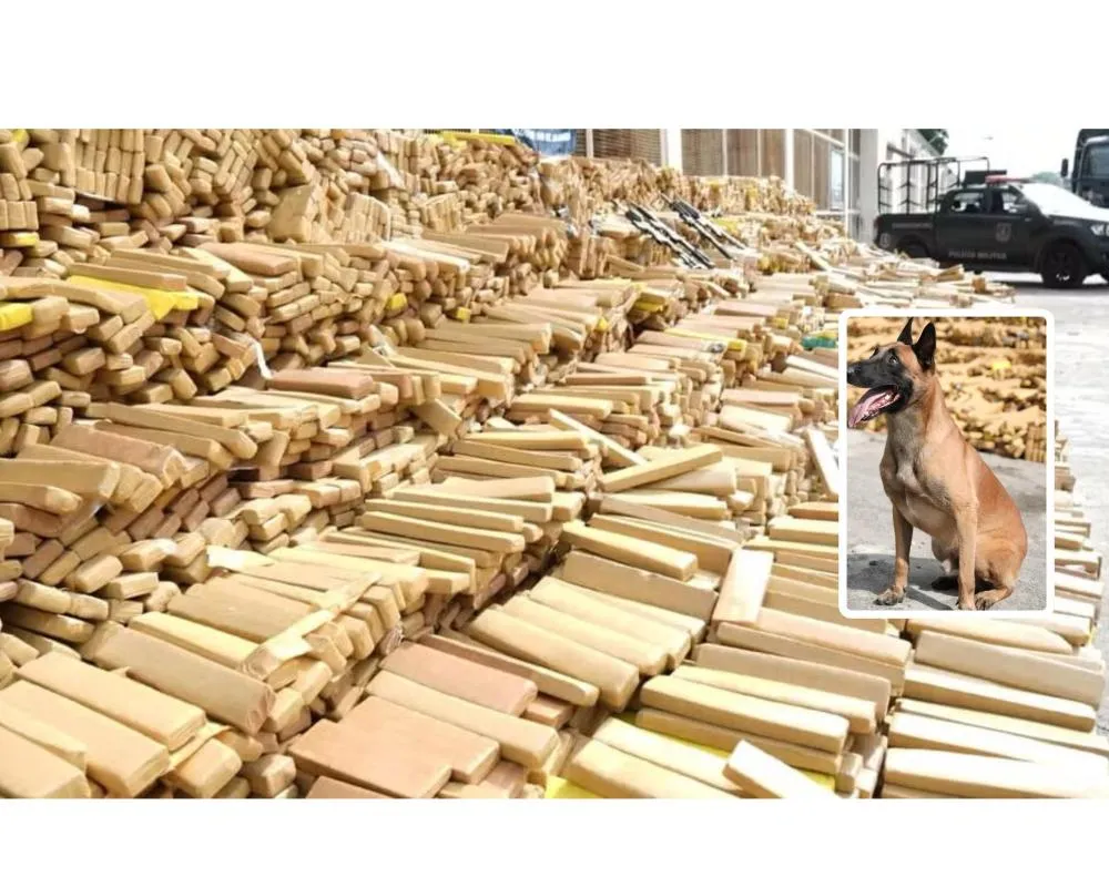 Cão farejador encontra 48 toneladas de maconha escondidas no Rio de Janeiro; A maior da história