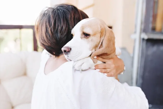 Lei que define normas para 'guarda compartilhada' de pets é sancionada