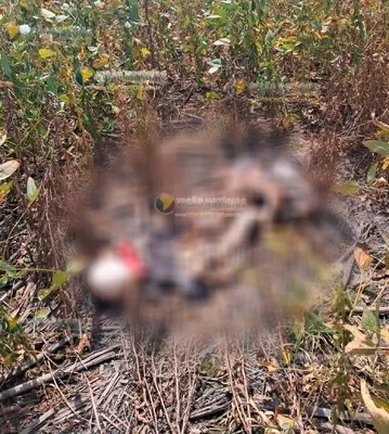 Corpo em avançado estado de decomposição é encontrado em estrada rural de Sinop