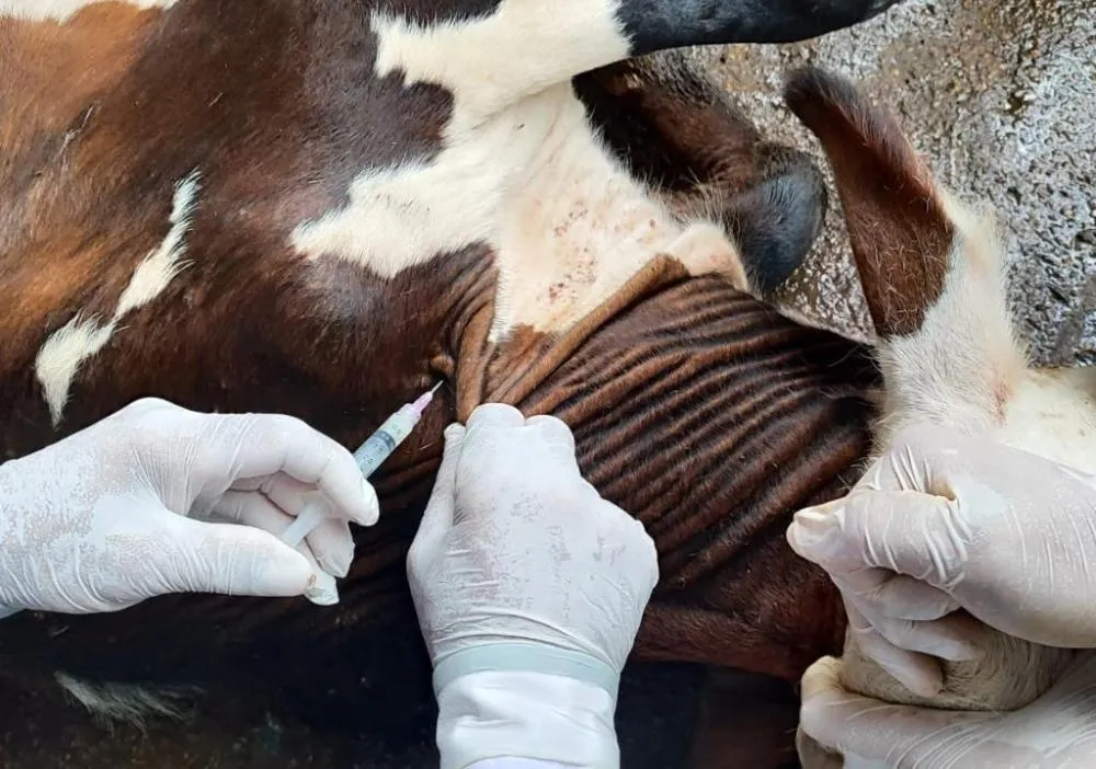 Com início da vacinação contra brucelose, Mato Grosso deve imunizar 4 milhões de bezerras