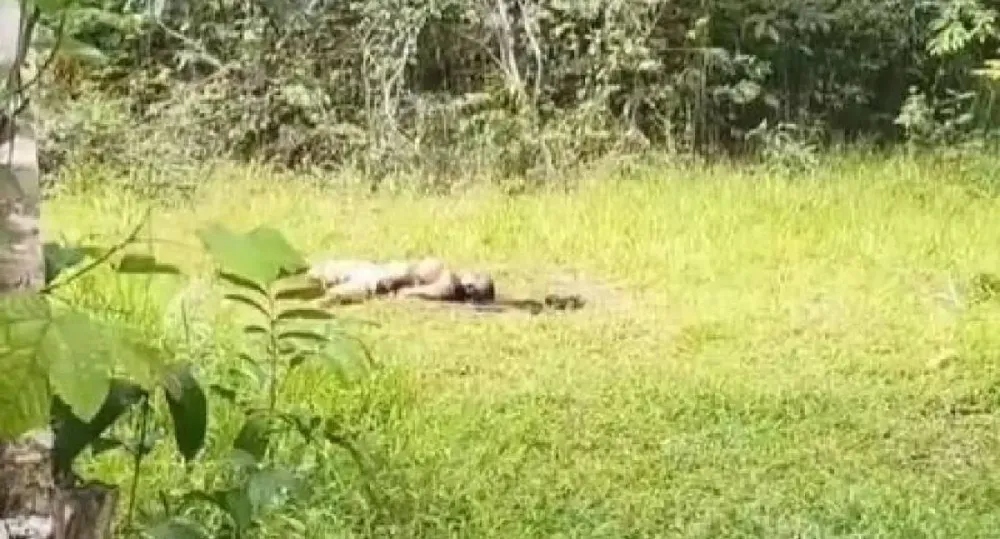 Corpo de jovem desaparecida é encontrado em mata às margens da BR-364