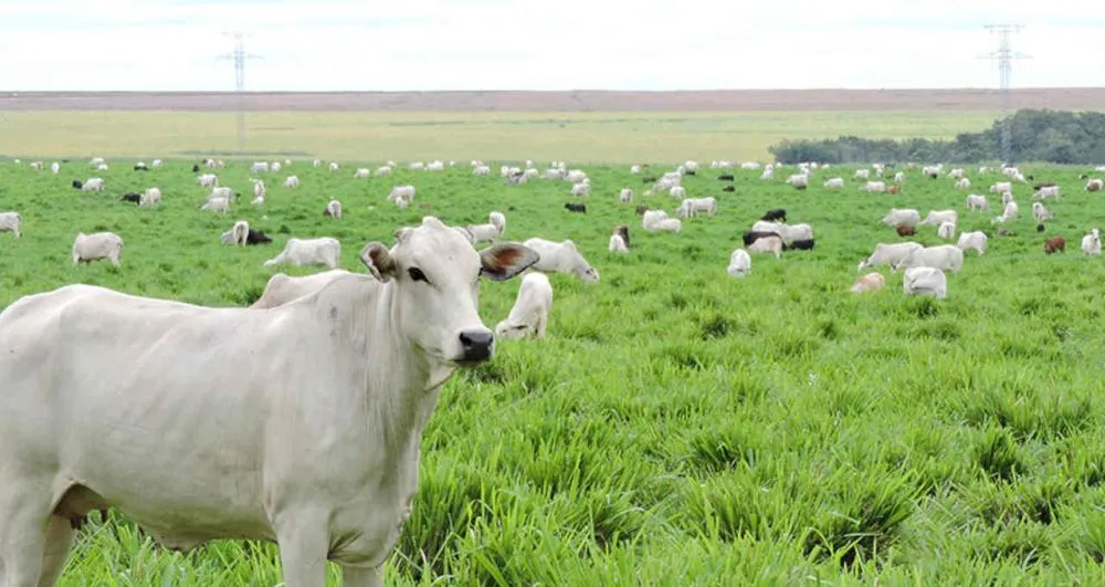 China reconhece o território brasileiro como livre de febre aftosa