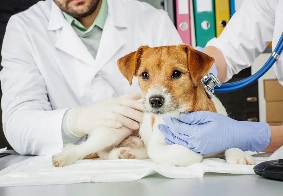 Prefeitura de Nova Mutum abre credenciamento de mais de R$ 2 milhões de clínicas veterinárias para atendimento de cães e gatos