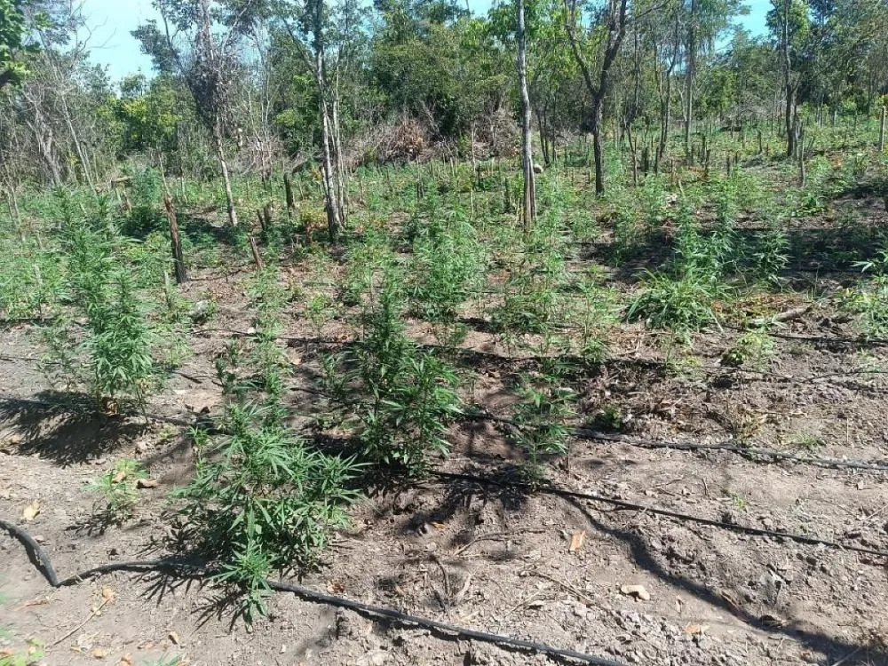 PM é acionada para checar denúncia de invasão em fazenda e encontra 5 mil pés de maconha em MT