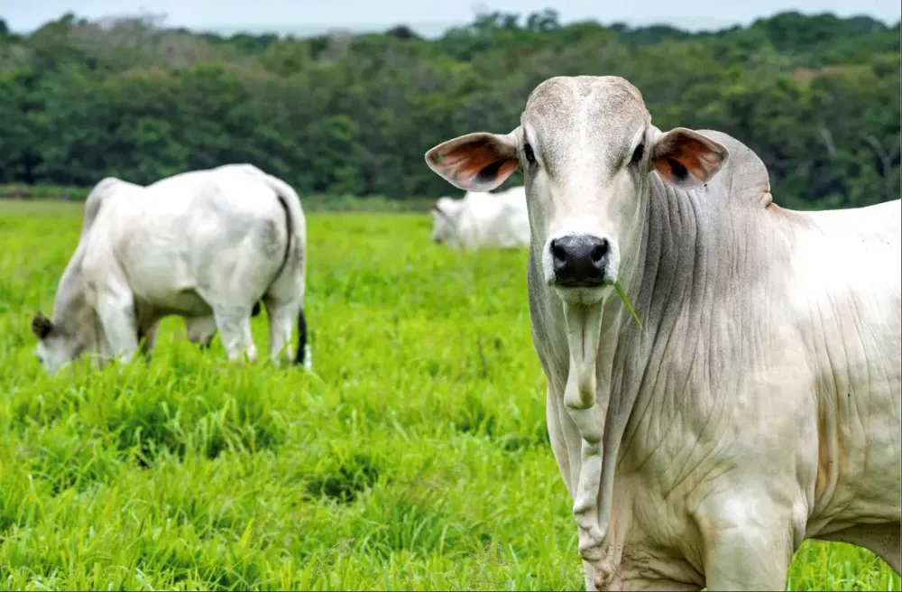 Mato Grosso registra maior crescimento do país no abate de bovinos no 1º trimestre de 2026